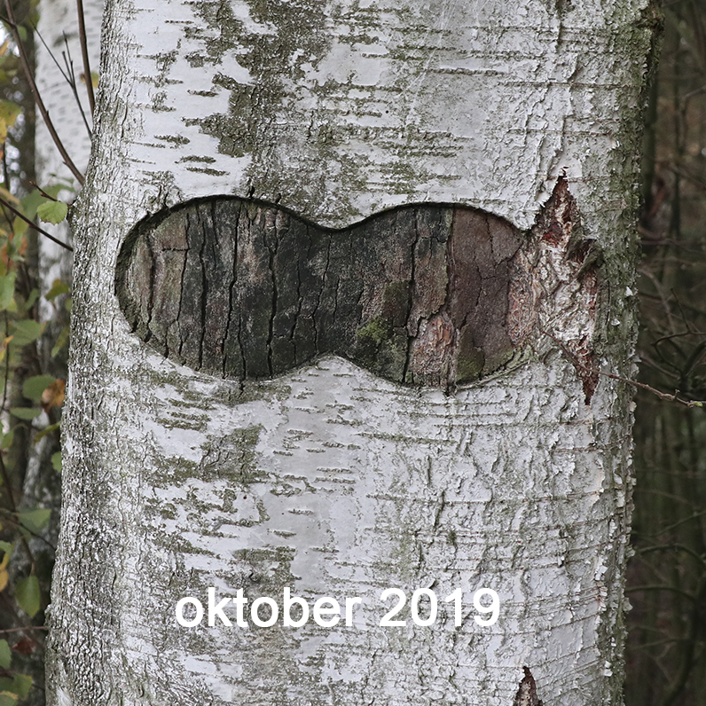 Berkuitsnijding 2019