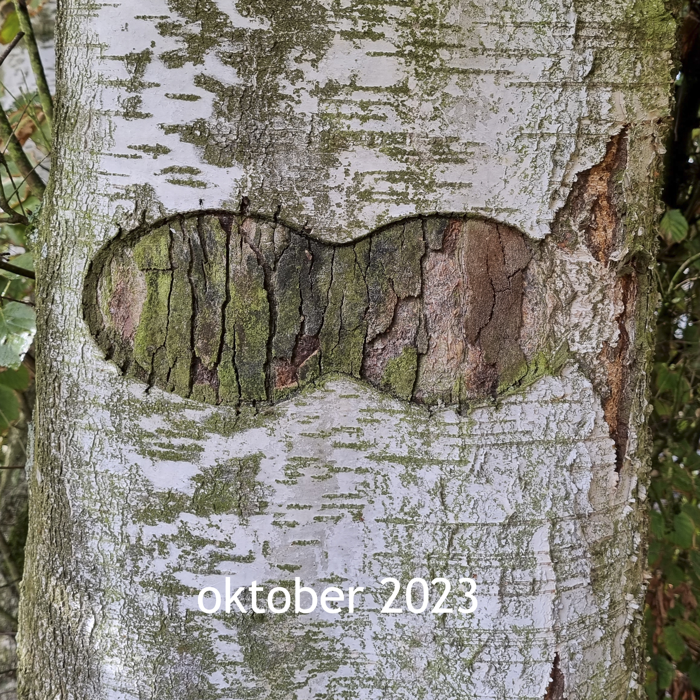 Berkuitsnijding 2023