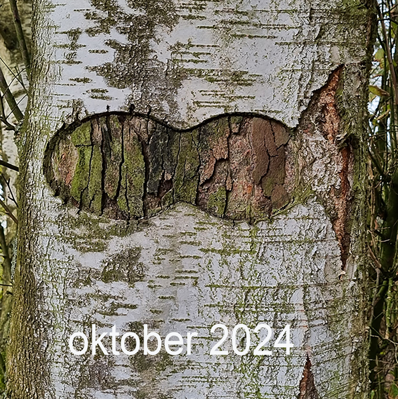 Berkuitsnijding 2024