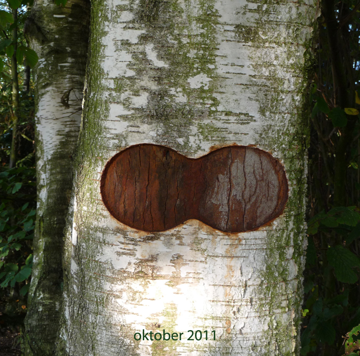 Berkuitsnijding oktober 2011