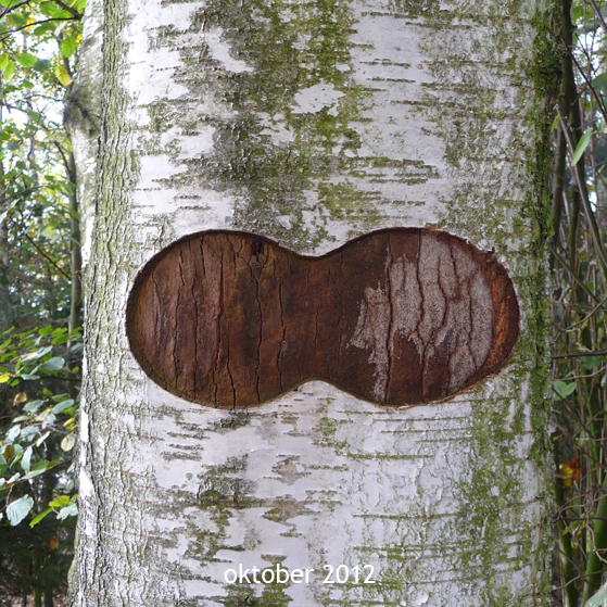 Berkuitsnijding oktober 2012