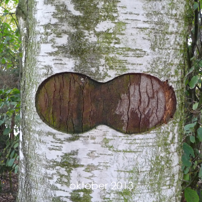 Berkuitsnijding oktober 2013