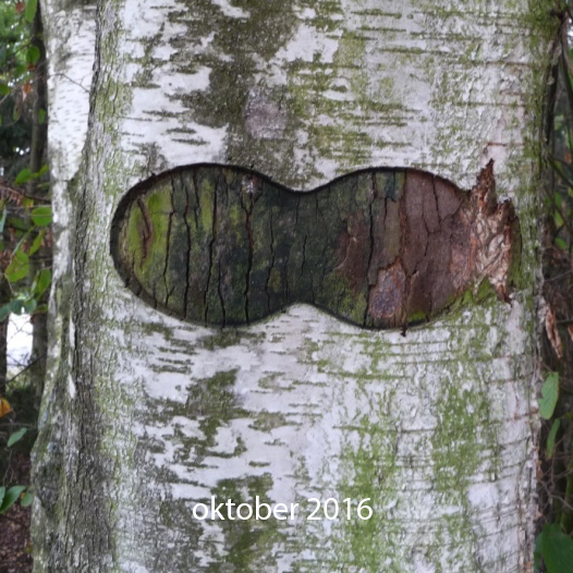 Berkuitsnijding oktober 2016