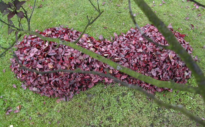 Landart op prunusblad